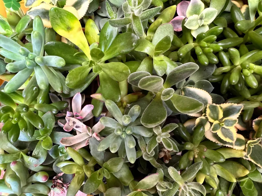 5 Suculentas de sombra