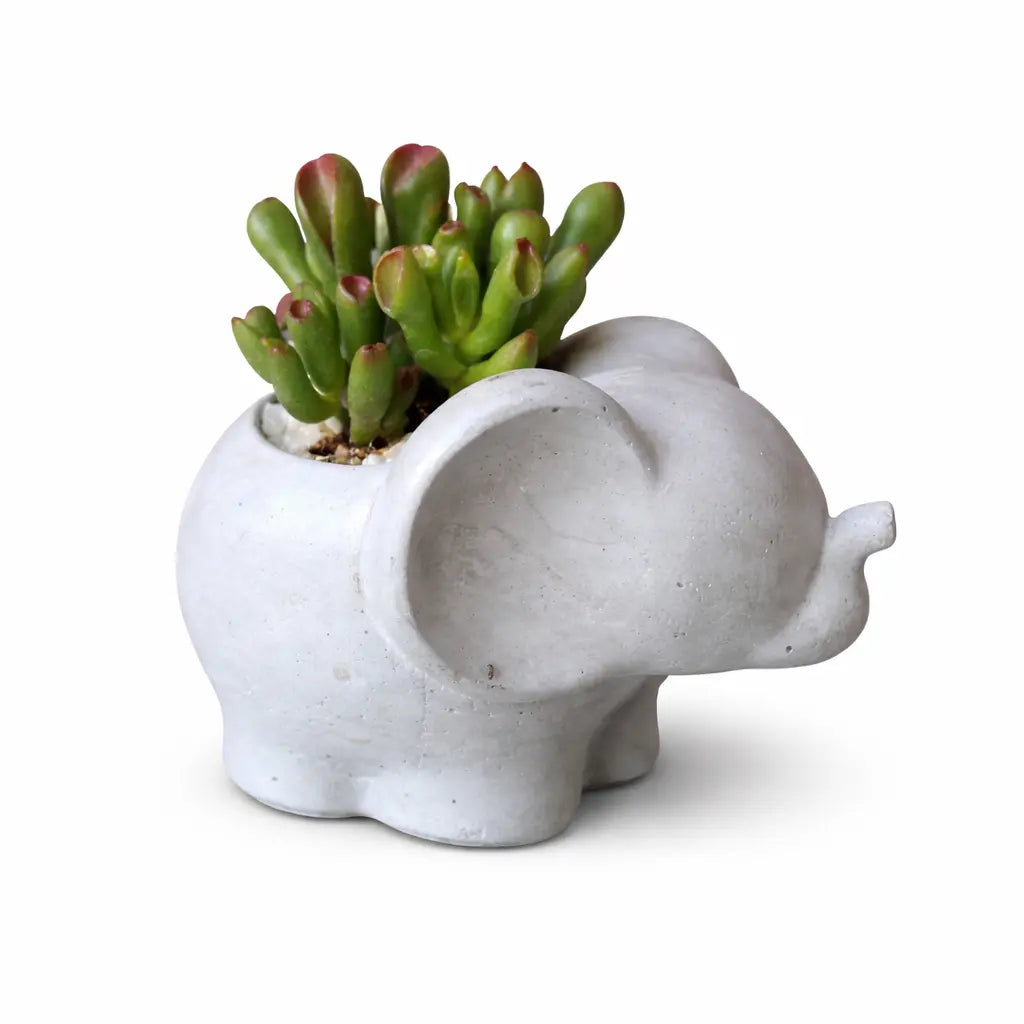 Elefantito de Hormigón con Crassula Ovata ‘Gollum’ – Suculenta Oreja de Shrek | Regalo Original y Decorativo