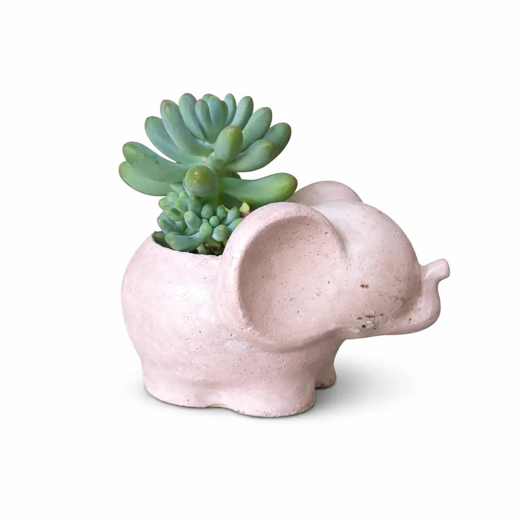 Elefantito de Hormigón con Sedum Pachyphyllum – Suculenta Dedos Gorditos | Regalo Original y Decorativo