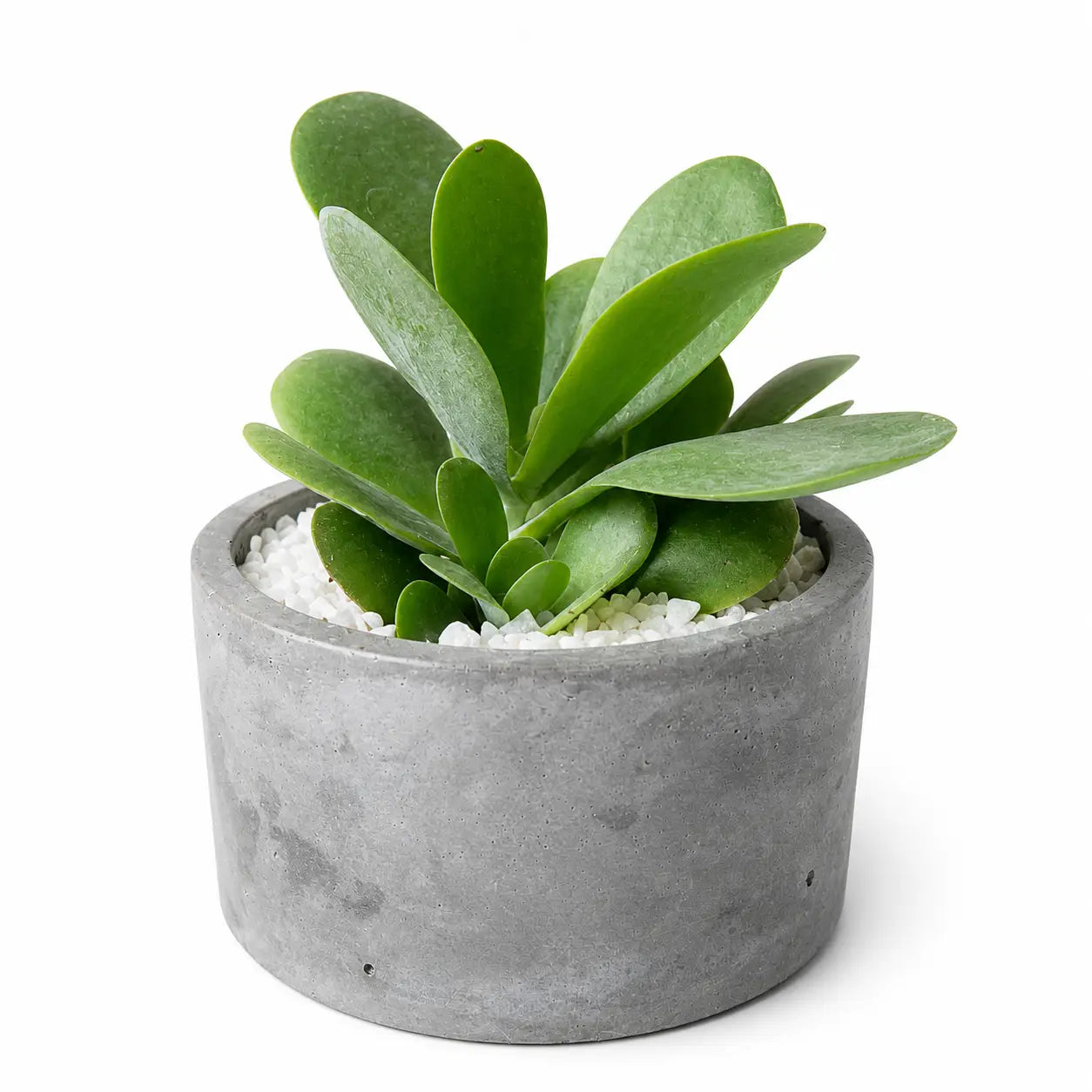 Pack Kalanchoe Luciae (Planta Paleta) + Macetero de Hormigón | Suculenta Decorativa que se Torna Roja al Sol