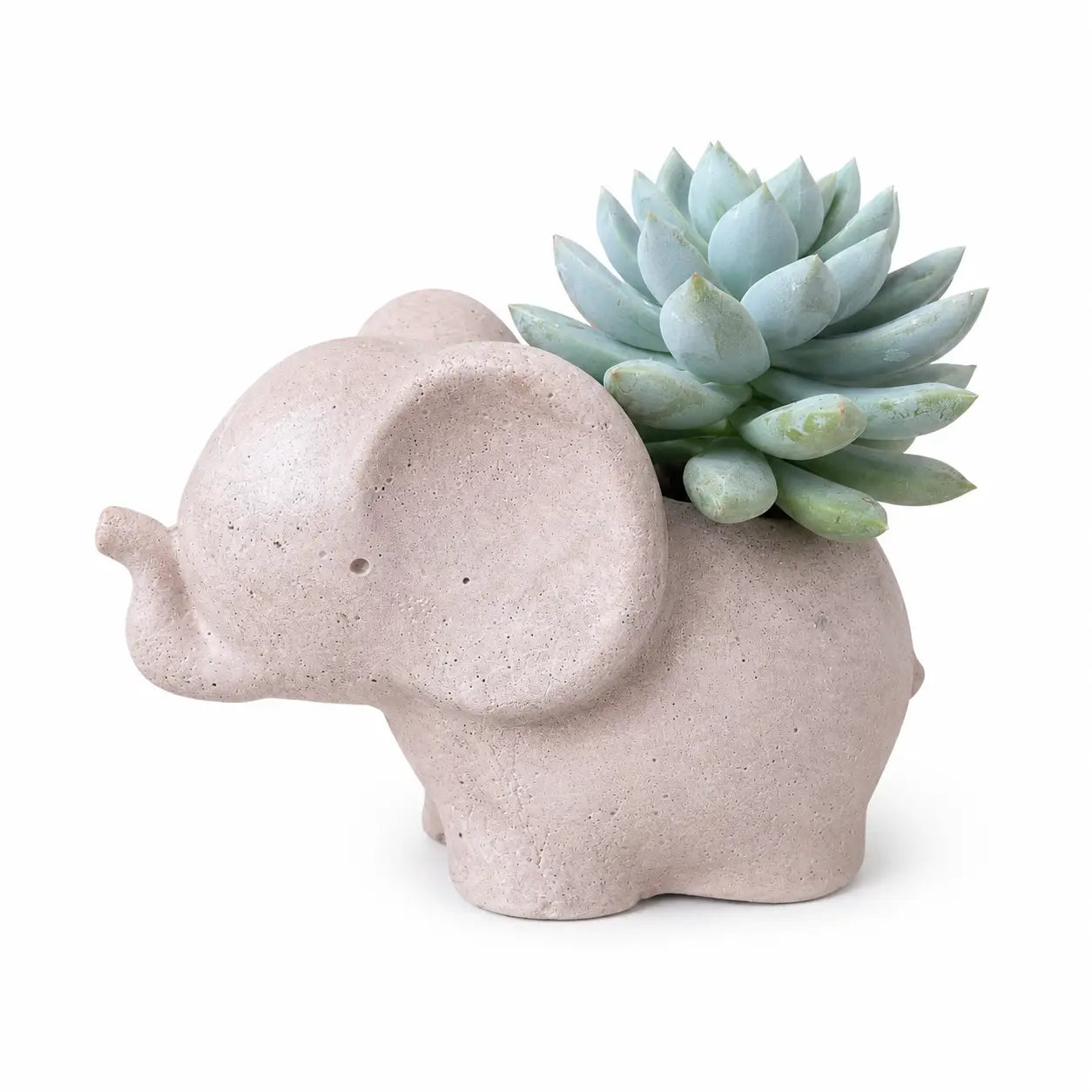 Macetero Elefantito con Suculenta Echeveria | Planta Natural + Maceta de Hormigón | Regalo Original y Decorativo
