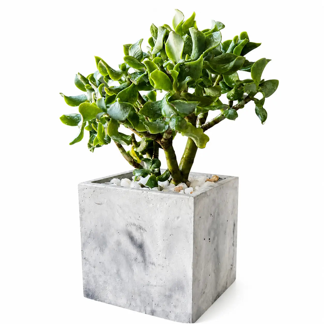 Pack Suculenta Árbol de Jade + Macetero de Hormigón Cuadrado | Suculenta Decorativa Interior con Drenaje