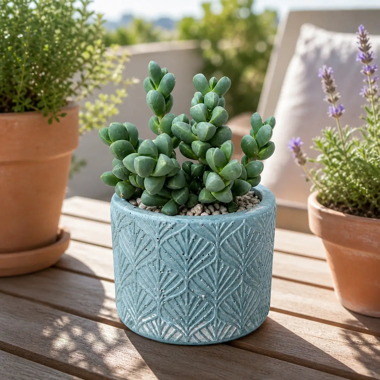 Pack Suculenta Premium Corpuscularia en Macetero de Hormigón Celeste | Planta Decorativa Moderna para Interior y Regalo
