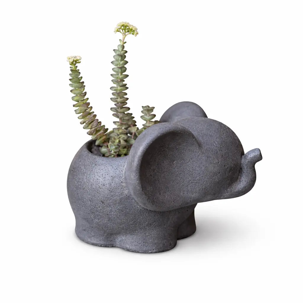 Elefantito de Hormigón con Crassula Perforata – Suculenta Collar de Botones | Regalo Original y Decorativo