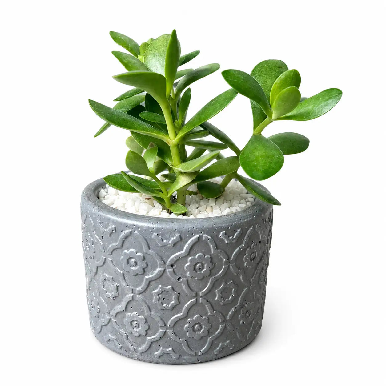 Pack Suculenta Árbol de Jade (Crassula ovata) + Macetero de Hormigón Decorativo | Planta de Interior Fácil Cuidado