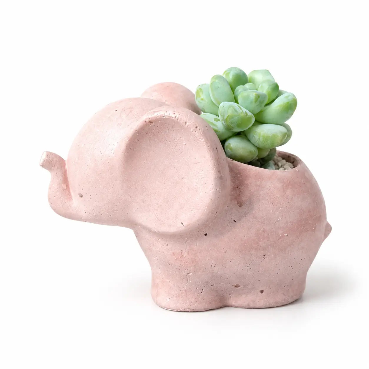 Elefantito con Suculenta Crassula