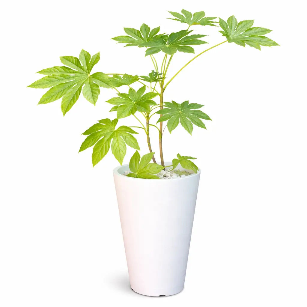 Aralia Japonica L + Macetero Cónico de Fibra 30x46 cm con Drenaje – Planta de Interior Decorativa Premium