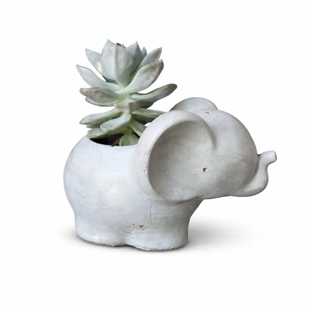 Elefantito con Suculenta Echeveria Elegans | Macetero de Hormigón con Drenaje | Regalo Original y Decoración con Vida