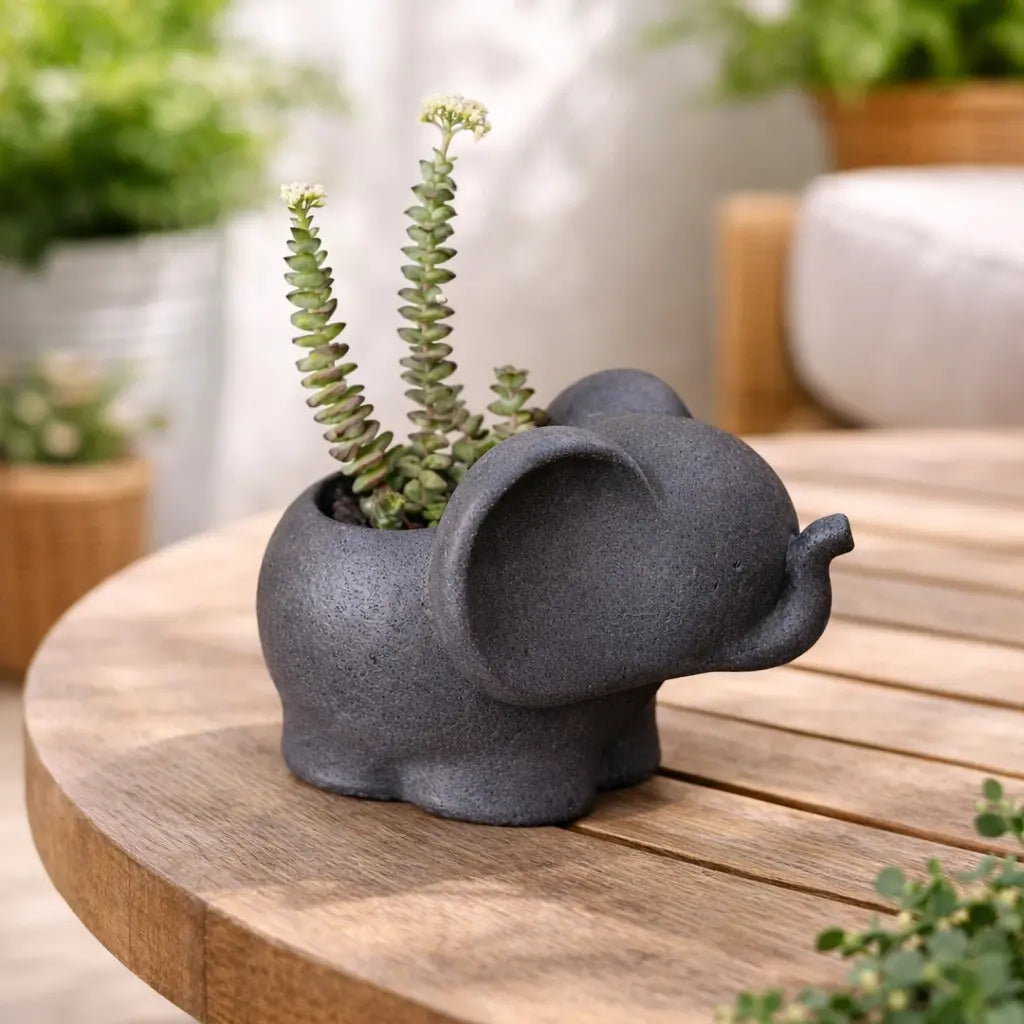 Elefantito con Suculenta Crassula