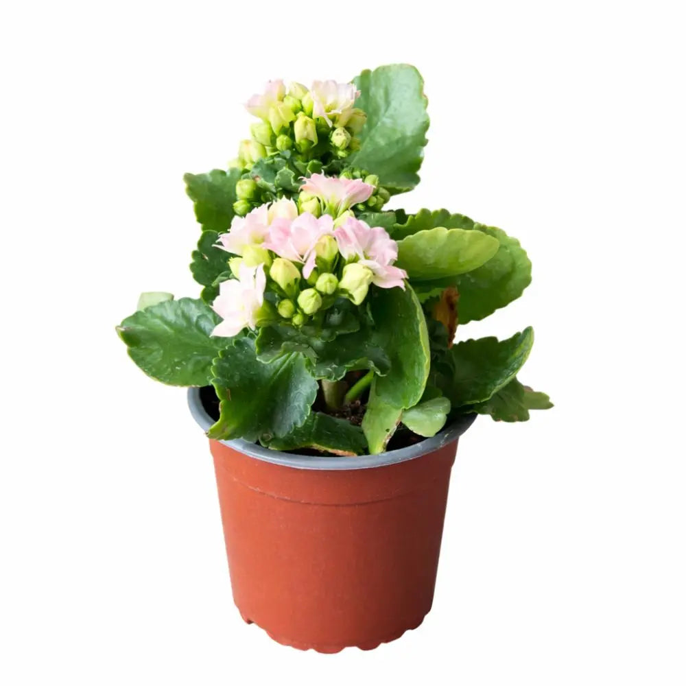Kalanchoe en Flor: Suculenta Decorativa de Interior y Exterior de Bajo Mantenimiento