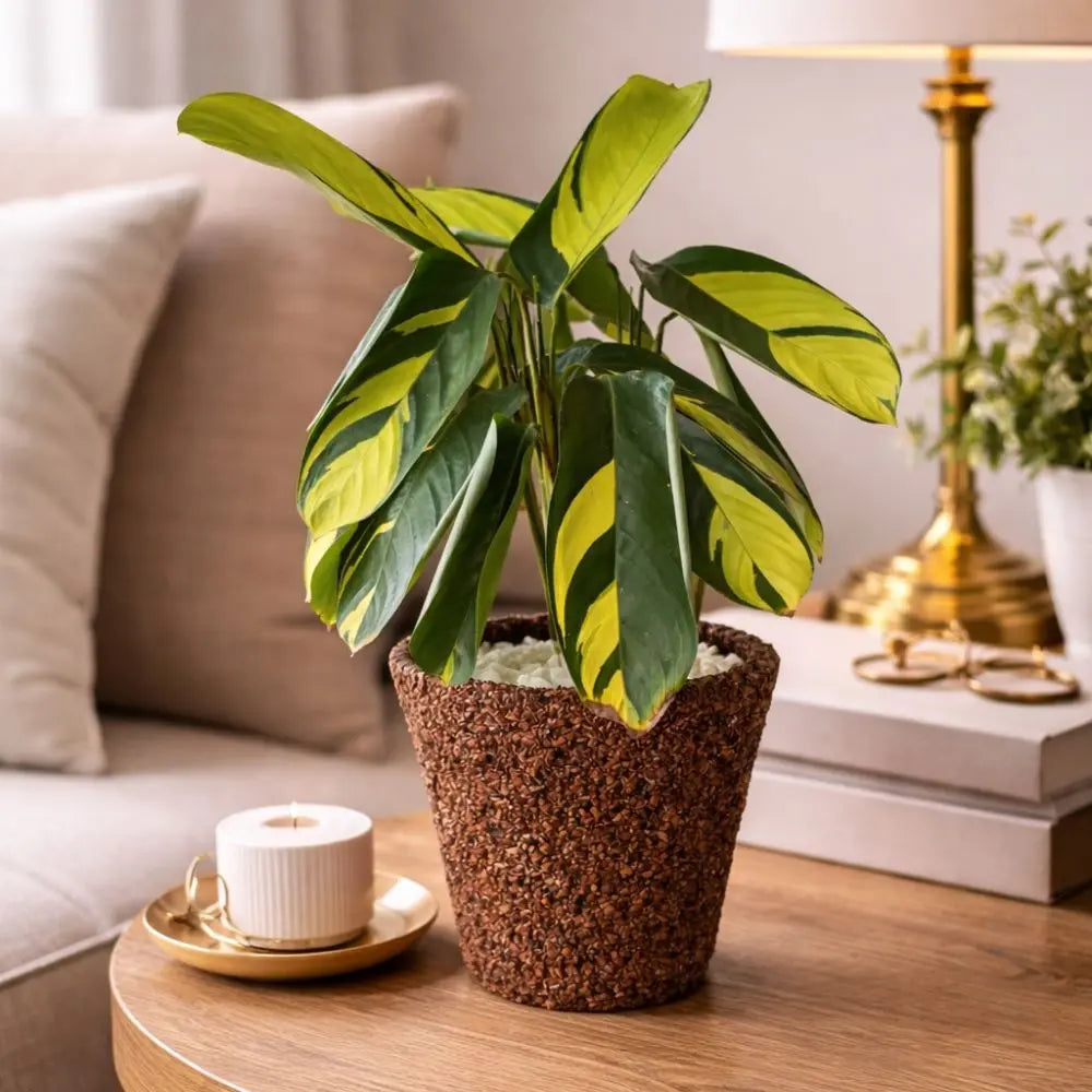 Pack Ctenanthe Lubbersiana + Macetero de Arcilla con Cáscara de Nuez S (13x13 cm) – Planta de Interior Decorativa Lista para Regalo