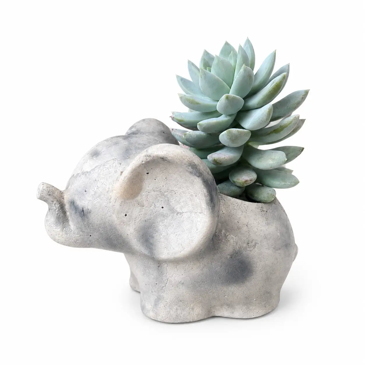 Macetero Elefantito con Pack Suculenta Echeveria Natural | Planta Viva + Maceta de Hormigón | Regalo Original Decorativo