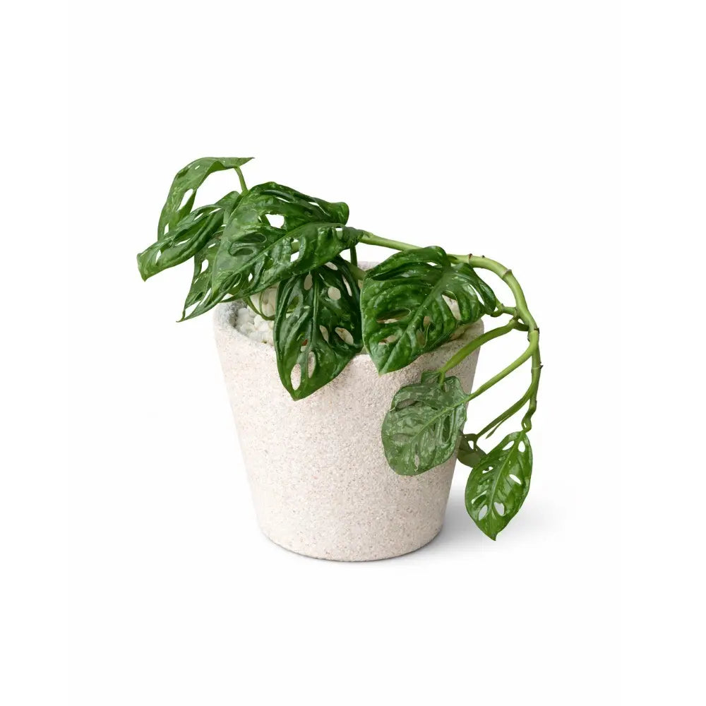 Packs Monstera Adansonii + Macetero de Arcilla con Cuarzo Blanco 14x14 cm con Drenaje | Planta de Interior Decorativa