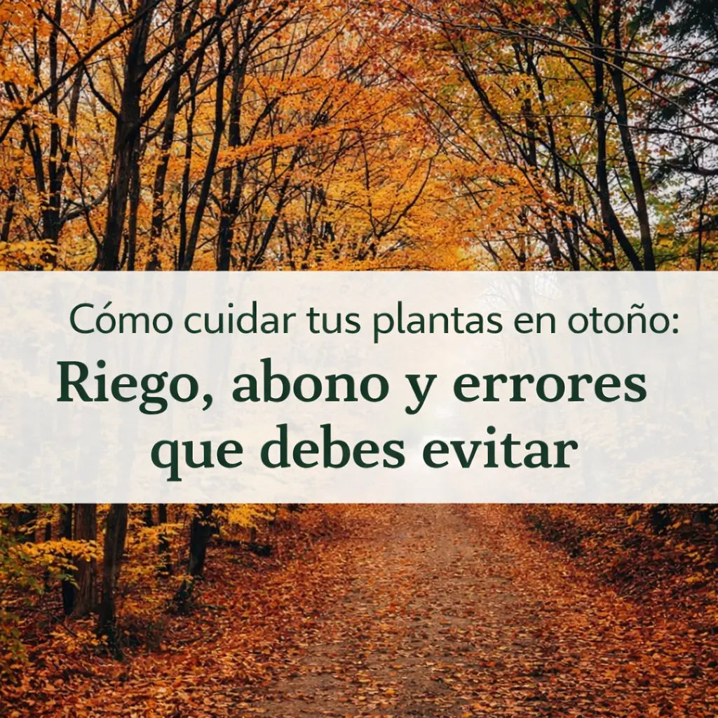 Cómo cuidar tus plantas en otoño: riego, abono y errores que debes evitar