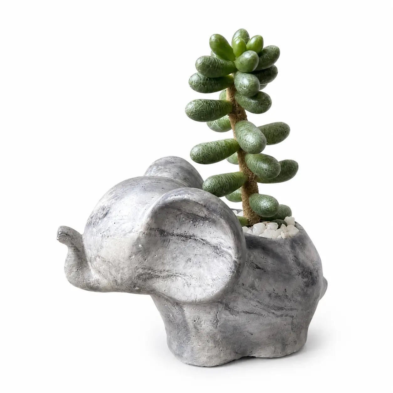Macetero Elefantito con Suculenta Premium Tipo Crassula Columna | Planta de Colección + Maceta de Hormigón Decorativa