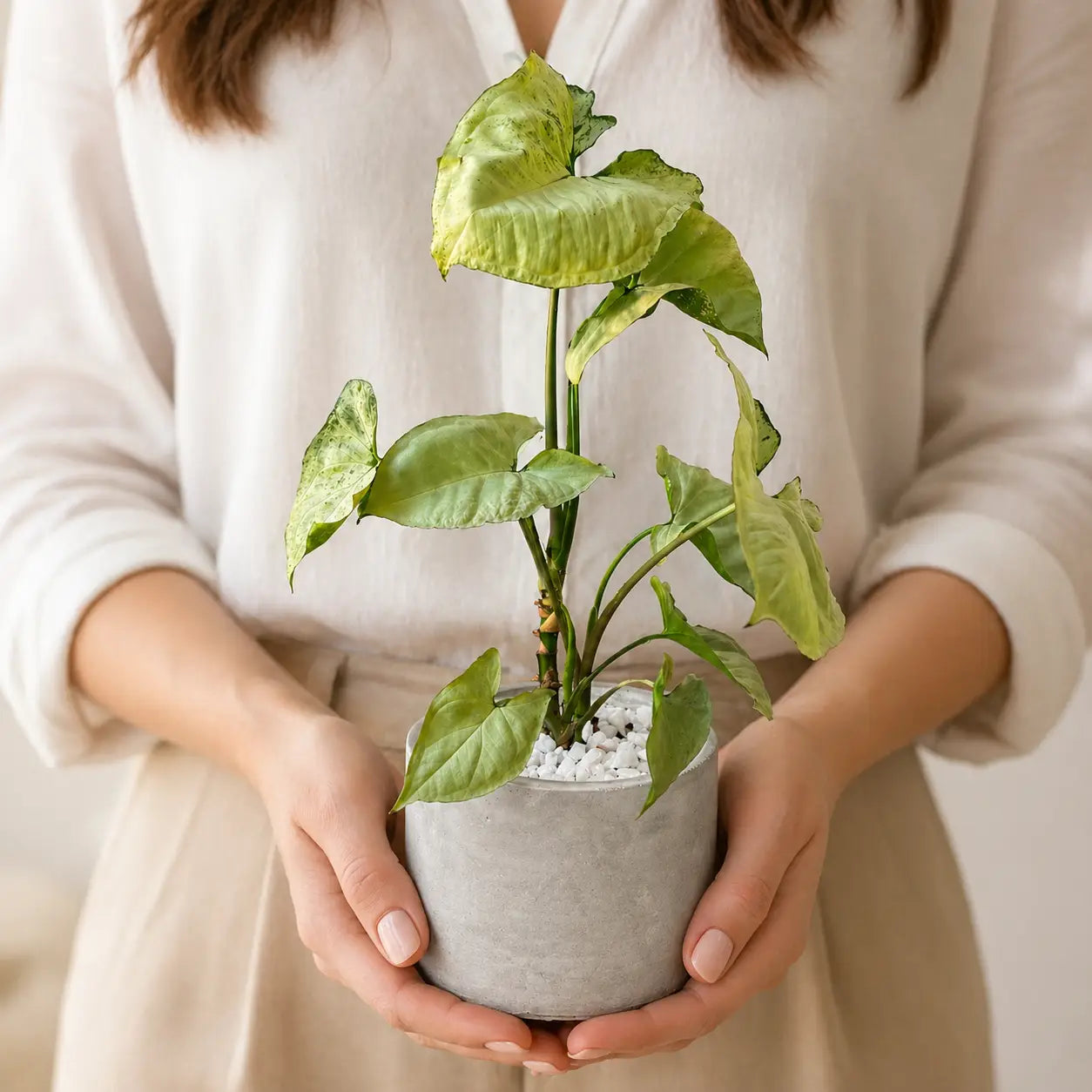 Pack Planta Syngonium White Butterfly con Macetero de Hormigón – Planta de Interior Decorativa Ideal para Regalo