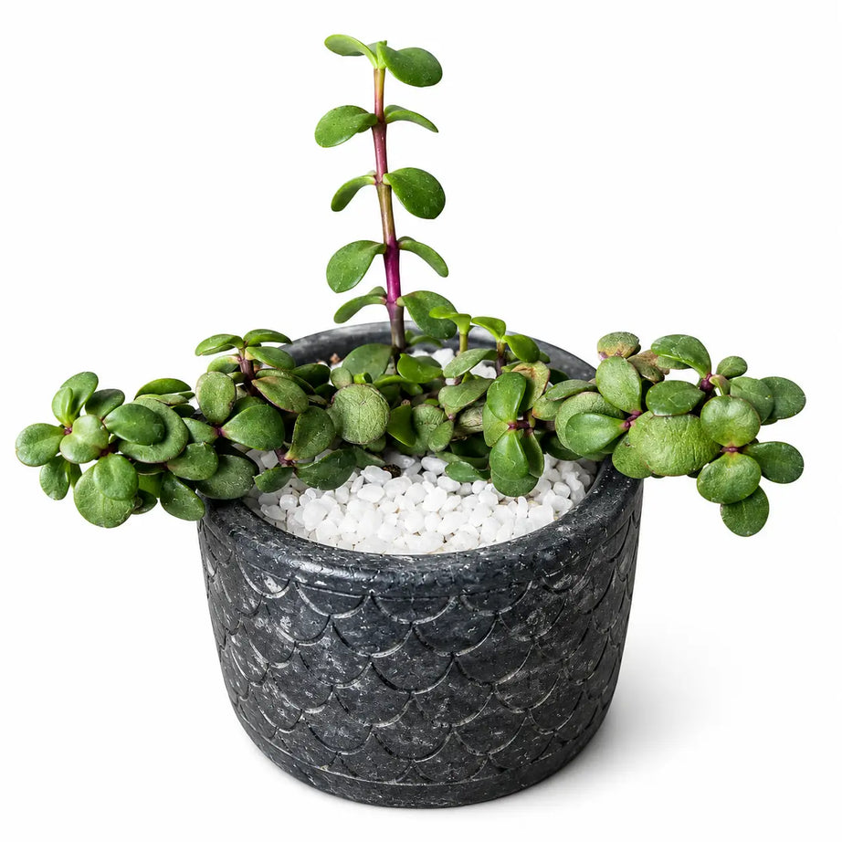 Pack Suculenta Portulacaria afra (Jade Enano) + Macetero de Hormigón | Planta Resistente de Interior y Regalo