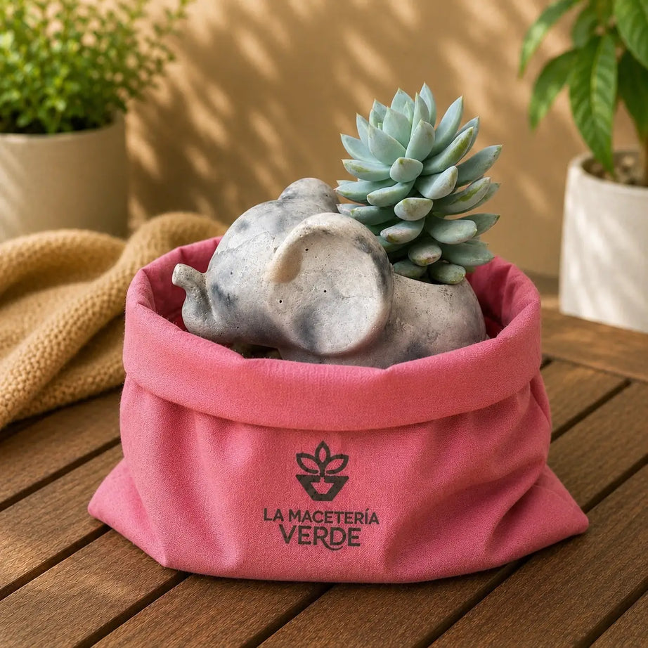 Macetero Elefantito con Pack Suculenta Echeveria Natural | Planta Viva + Maceta de Hormigón | Regalo Original Decorativo