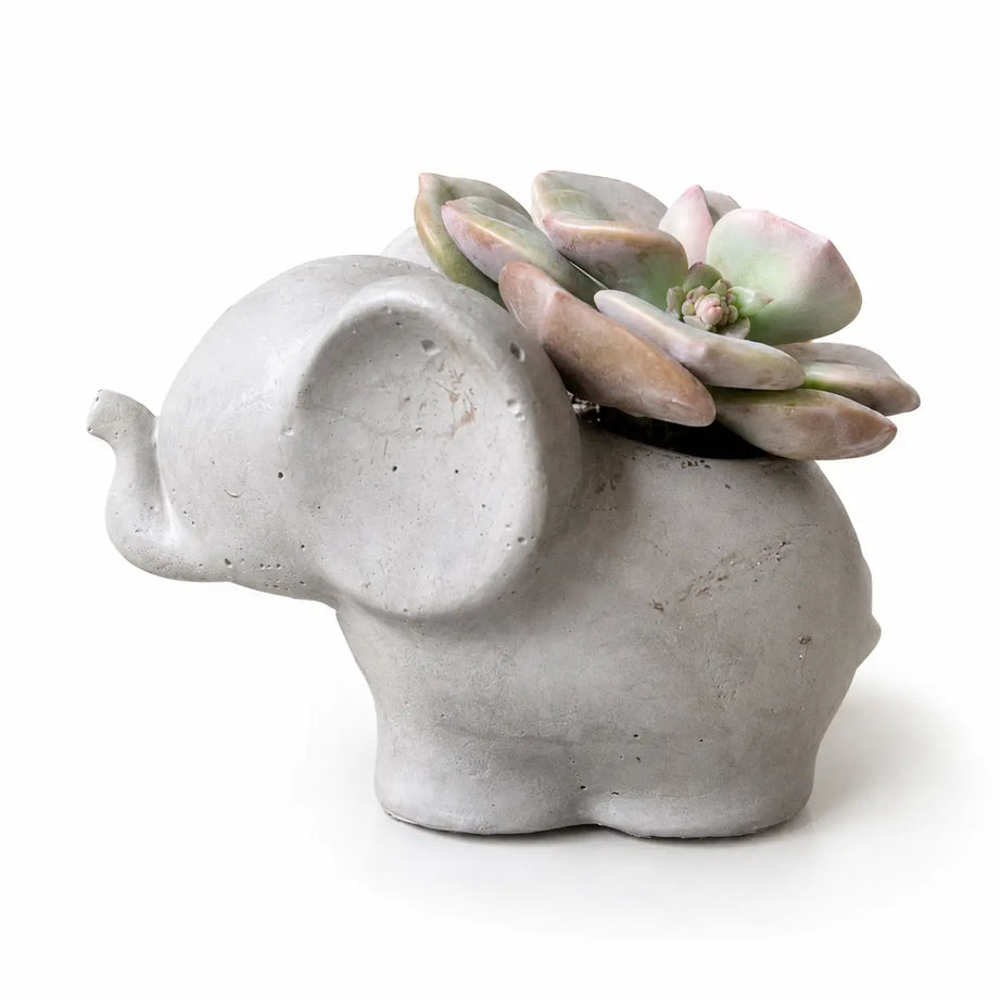 Elefantito con Suculenta Crassula