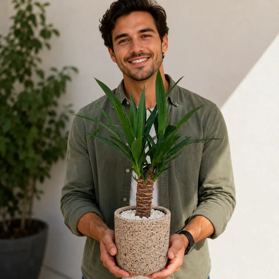 Pack Yuca (Yucca elephantipes) en Macetero de Arcilla Gravillado Arena con Drenaje | Planta de Interior Resistente y Decorativa