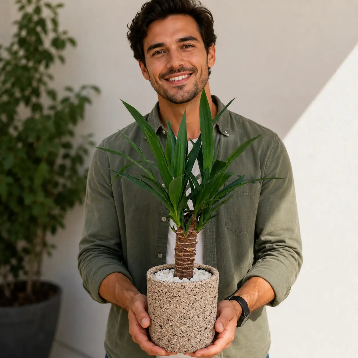 Pack Yuca (Yucca elephantipes) en Macetero de Arcilla Gravillado Arena con Drenaje | Planta de Interior Resistente y Decorativa