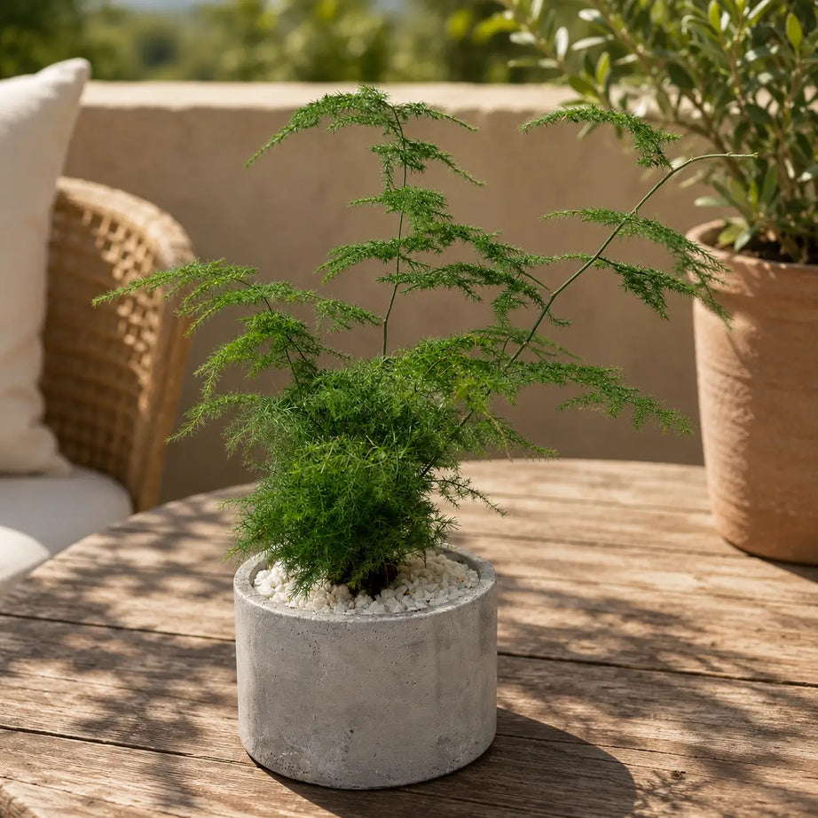 Pack Helecho Plumoso (Asparagus setaceus) en Macetero de Hormigón | Planta de Interior Elegante y Decorativa