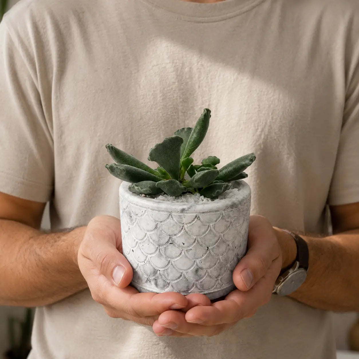 Pack Suculenta Adromischus Cristatus + Macetero de Hormigón Diseño | Planta Decorativa Interior