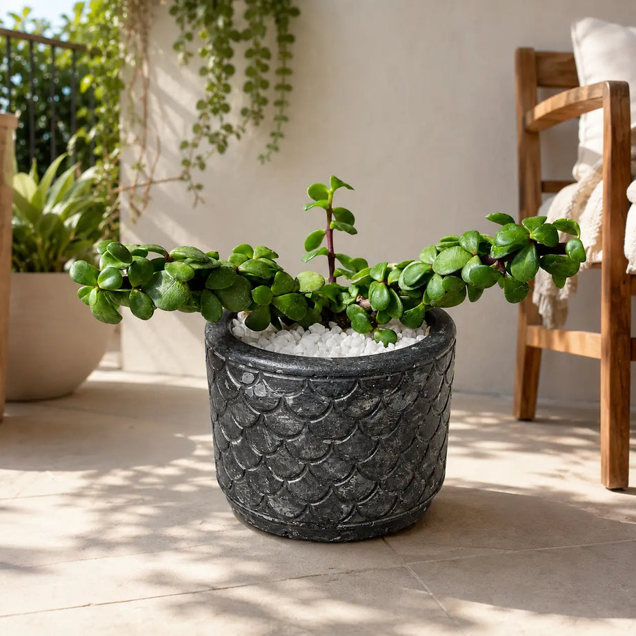 Pack Suculenta Portulacaria afra (Jade Enano) + Macetero de Hormigón | Planta Resistente de Interior y Regalo