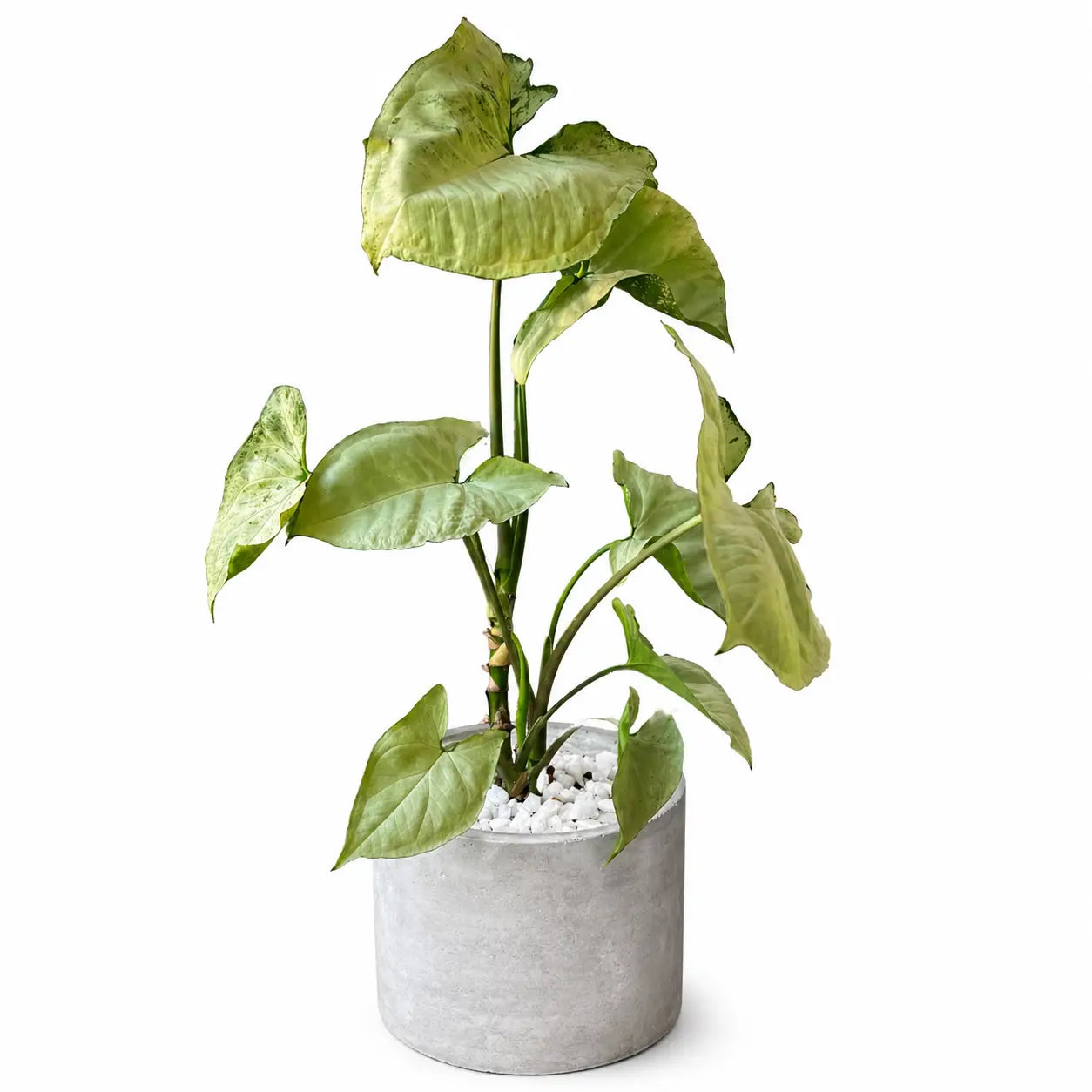 Pack Planta Syngonium White Butterfly con Macetero de Hormigón – Planta de Interior Decorativa Ideal para Regalo