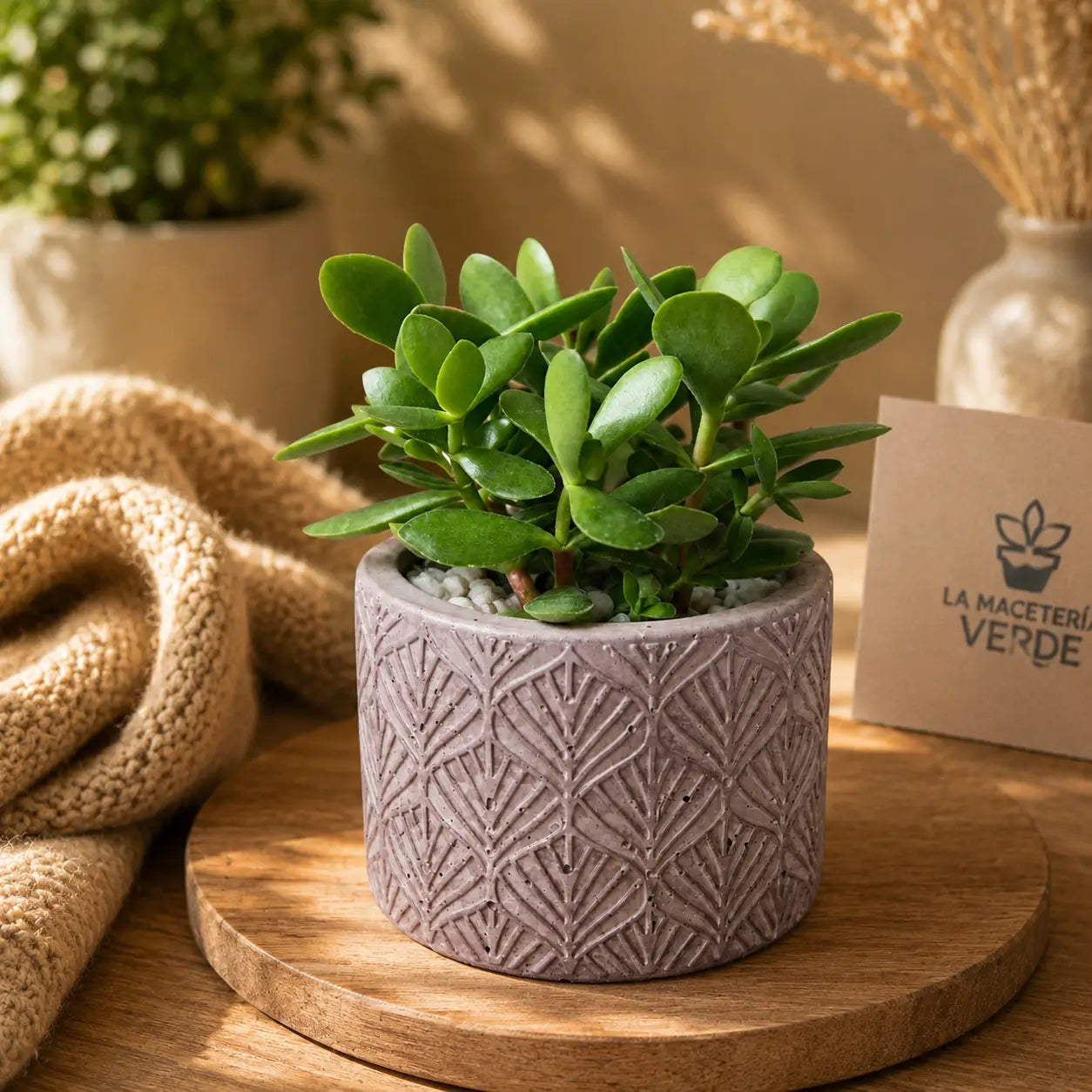 Pack Suculenta Árbol de Jade (Crassula Ovata) en Macetero de Hormigón Texturizado | Planta de Interior Decorativa y Regalo Original