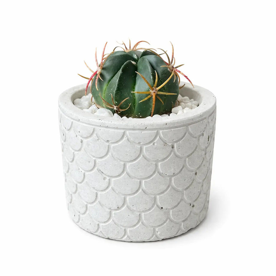 Pack Cactus Decorativo + Macetero de Hormigón Texturizado | Planta Interior Resistente con Drenaje