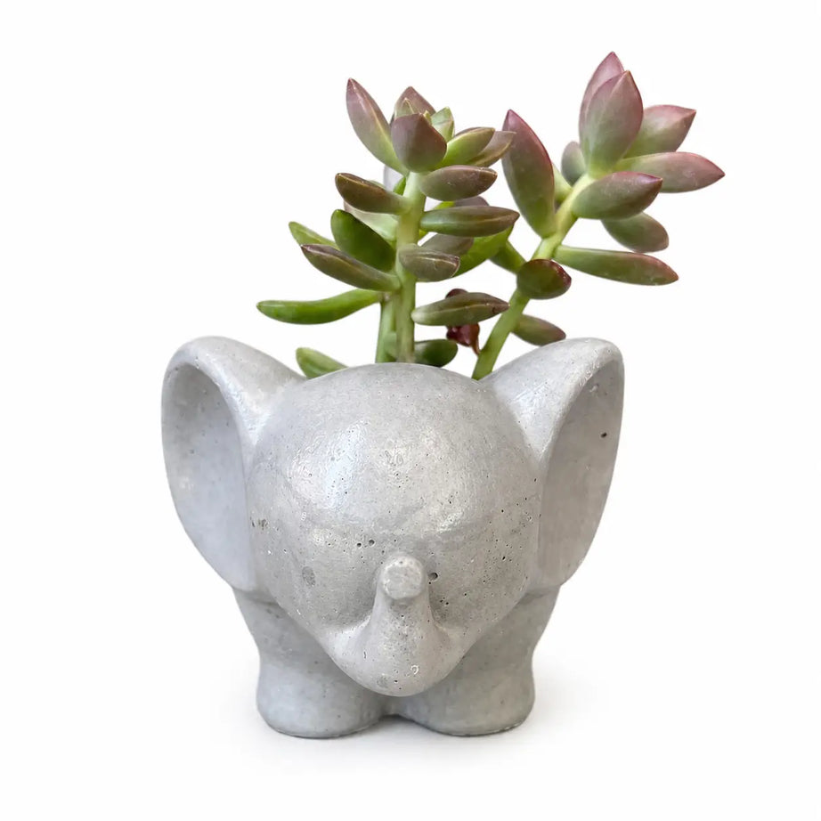 Macetero Elefantito de Hormigón con Suculenta Sedum Adolphii – Regalo Original y Decorativo