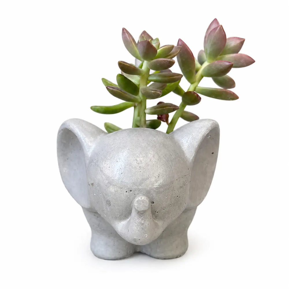 Macetero Elefantito de Hormigón con Suculenta Sedum Adolphii – Regalo Original y Decorativo