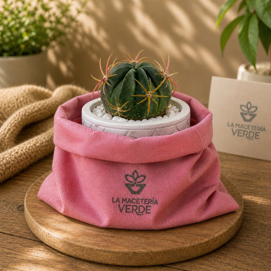 Pack Cactus Decorativo + Macetero de Hormigón Texturizado | Planta Interior Resistente con Drenaje