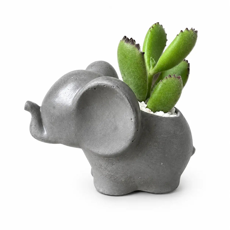 Macetero Elefantito con Suculenta Garra de Oso (Cotyledon tomentosa) | Planta Tierna + Maceta de Hormigón | Regalo Original