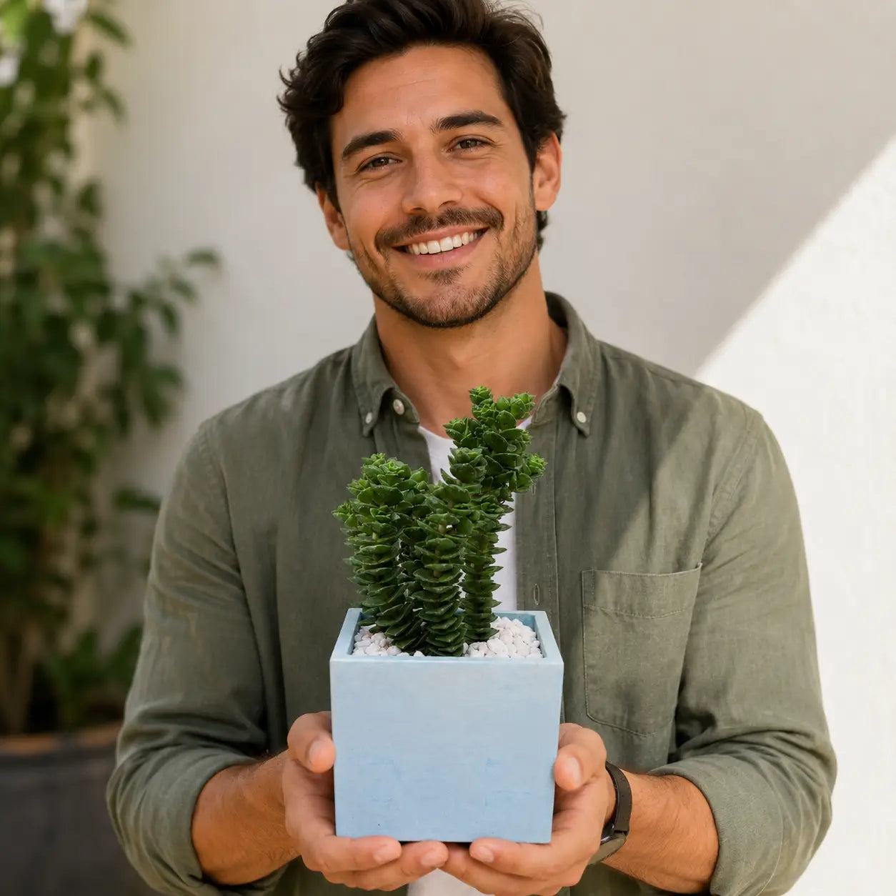 Pack Suculenta Crassula Perforata (Collar de Botones) en Macetero Cuadrado de Hormigón con Drenaje | Planta Decorativa Moderna