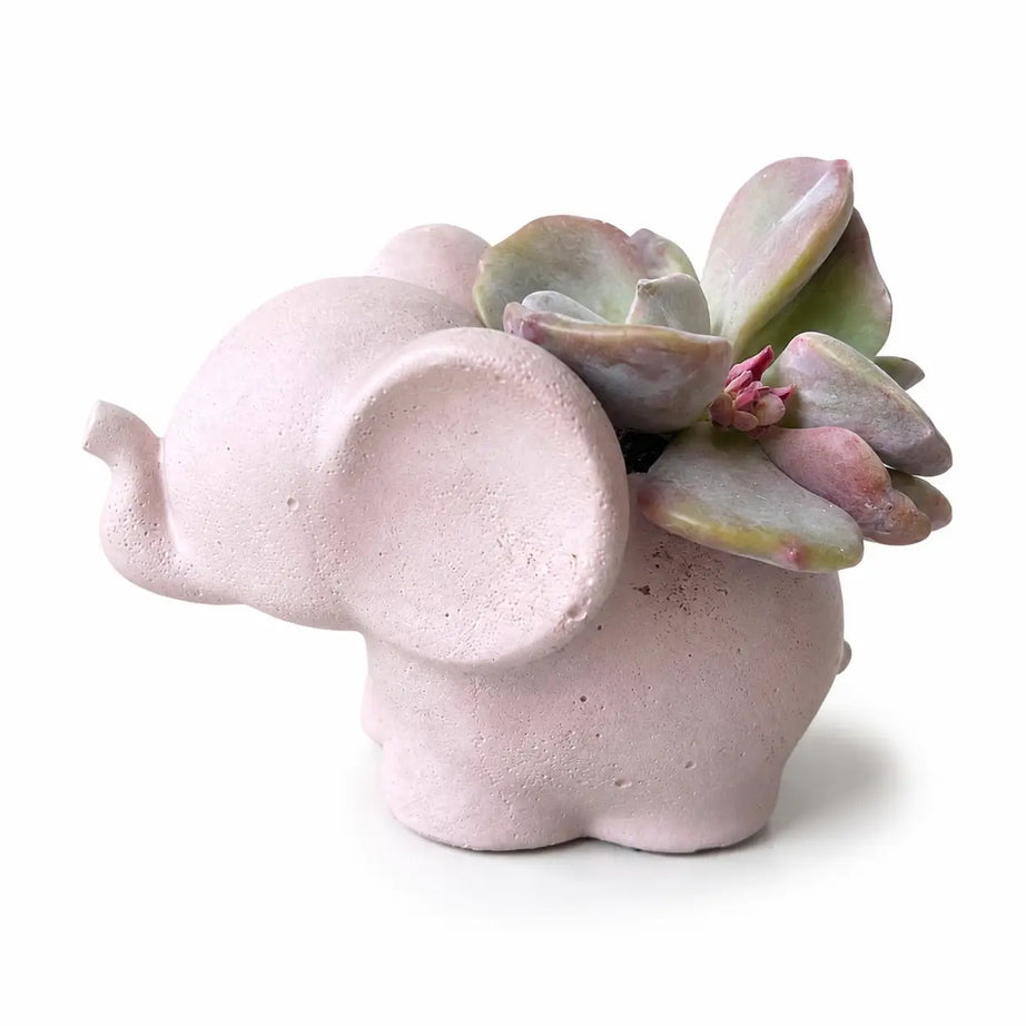 Elefantito con Suculenta Crassula