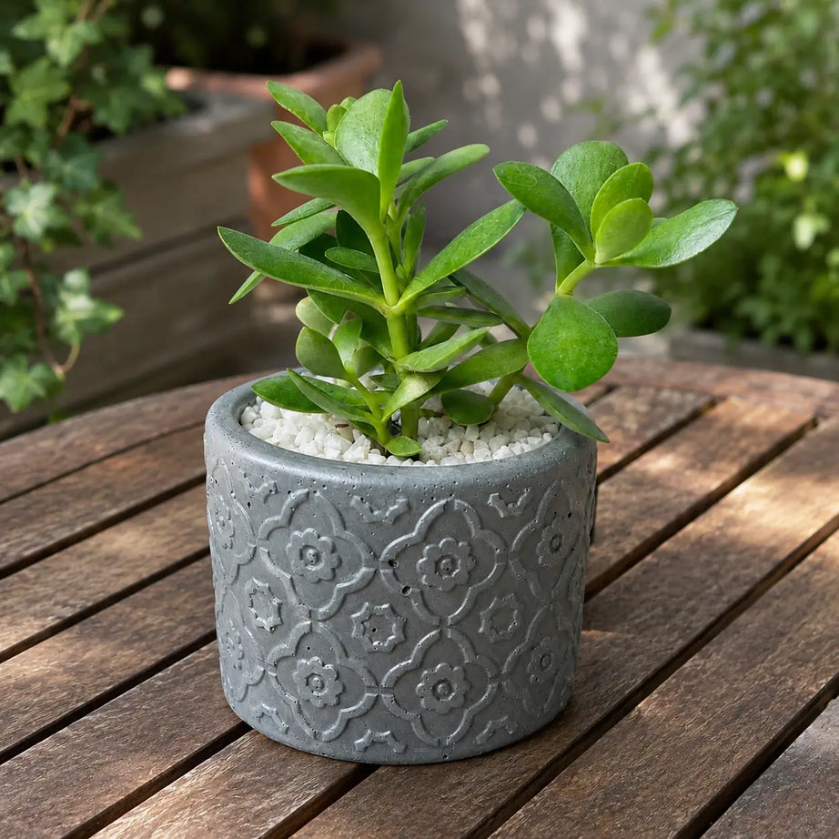 Pack Suculenta Árbol de Jade (Crassula ovata) + Macetero de Hormigón Decorativo | Planta de Interior Fácil Cuidado