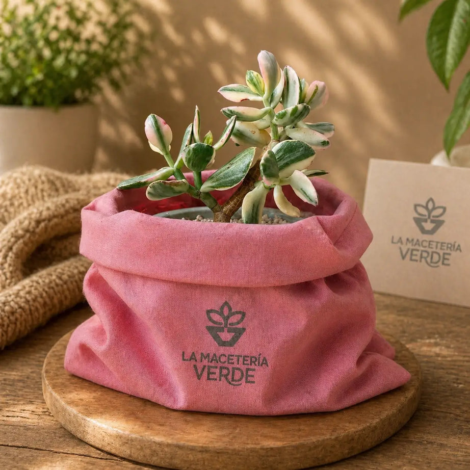 Pack Suculenta Jade Variegado + Macetero de Hormigón Texturizado | Planta Decorativa Interior con Drenaje