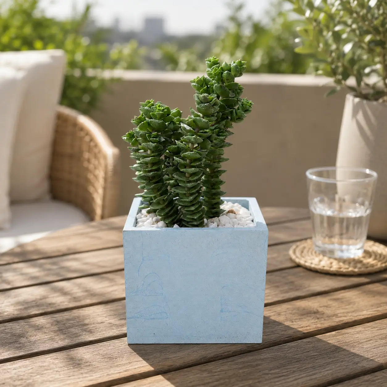 Pack Suculenta Crassula Perforata (Collar de Botones) en Macetero Cuadrado de Hormigón con Drenaje | Planta Decorativa Moderna