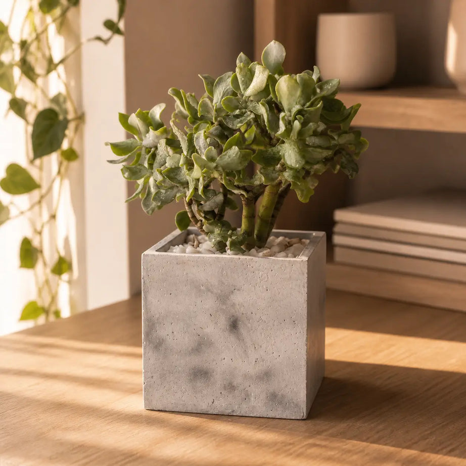 Macetero Cuadrado de Hormigón 12x12 cm con Drenaje | Maceta Moderna para Plantas de Interior y Suculentas