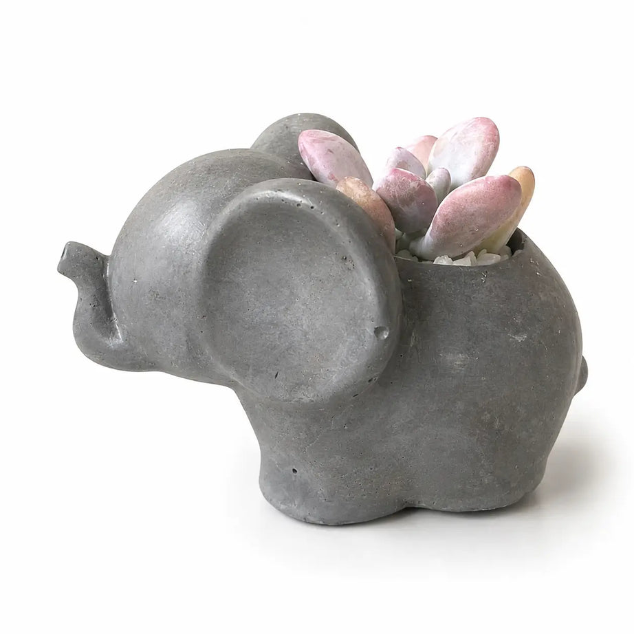 Elefantito con Suculenta Crassula