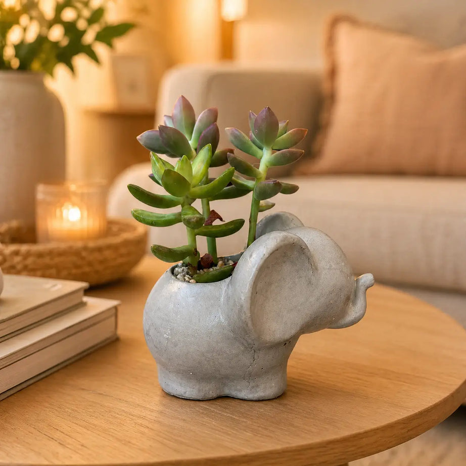 Macetero Elefantito de Hormigón con Suculenta Sedum Adolphii – Regalo Original y Decorativo