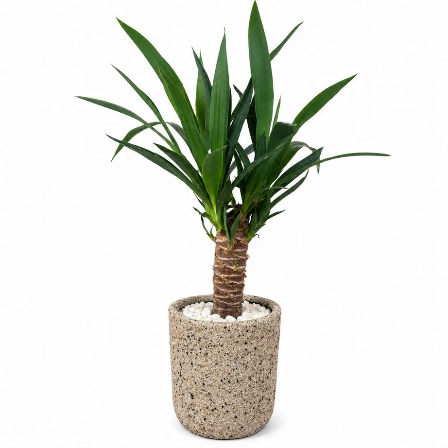 Pack Yuca (Yucca elephantipes) en Macetero de Arcilla Gravillado Arena con Drenaje | Planta de Interior Resistente y Decorativa