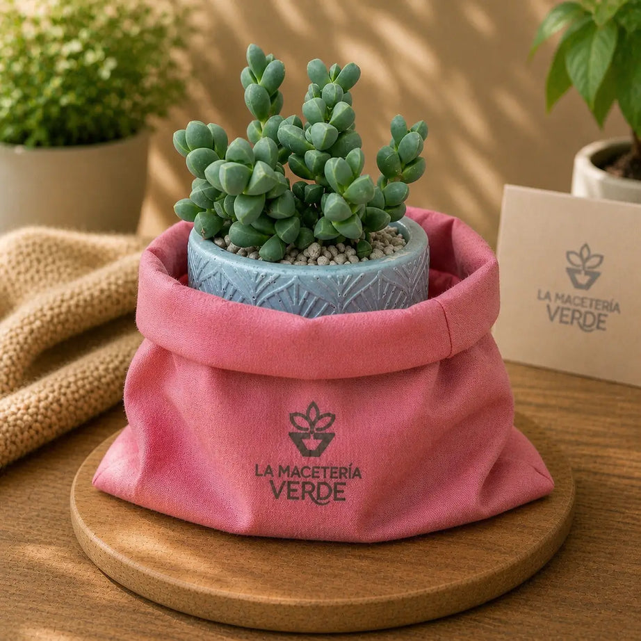 Pack Suculenta Premium Corpuscularia en Macetero de Hormigón Celeste | Planta Decorativa Moderna para Interior y Regalo