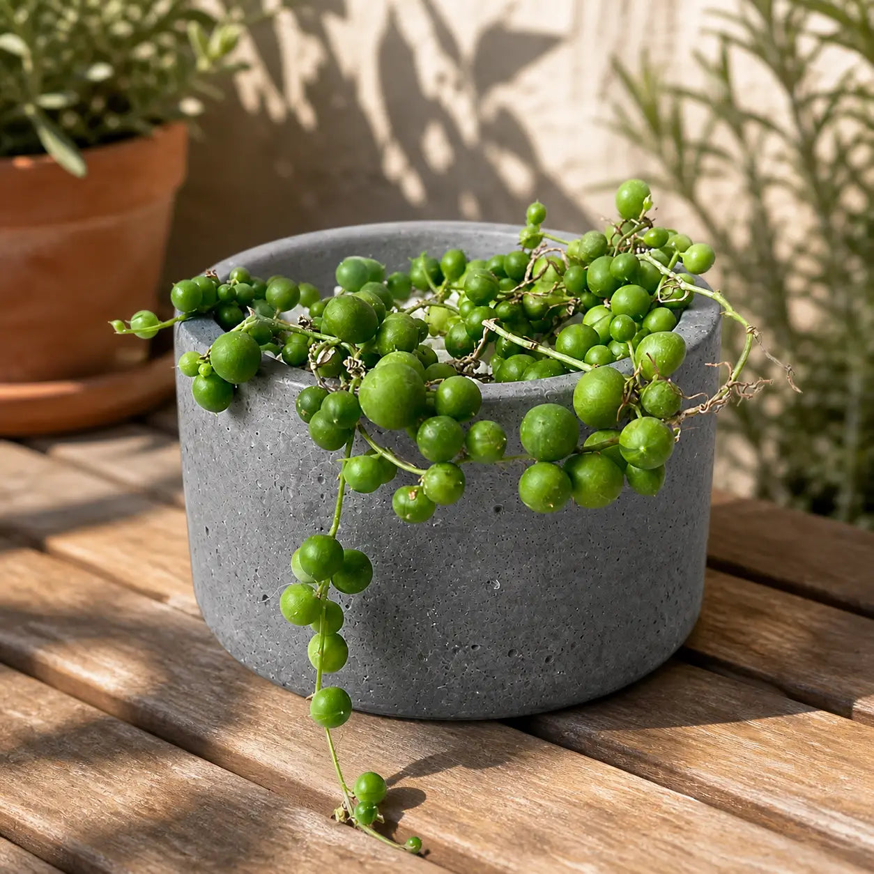 Pack Collar de Perlas (Senecio rowleyanus) + Macetero de Hormigón | Suculenta Colgante Decorativa Interior