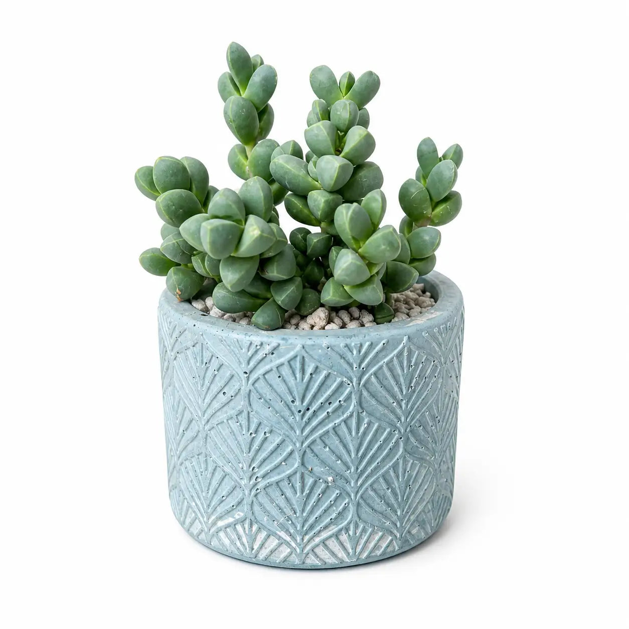 Pack Suculenta Premium Corpuscularia en Macetero de Hormigón Celeste | Planta Decorativa Moderna para Interior y Regalo