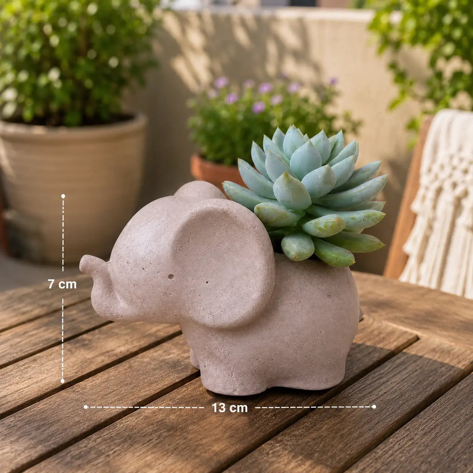 Macetero Elefantito con Suculenta Echeveria | Planta Natural + Maceta de Hormigón | Regalo Original y Decorativo