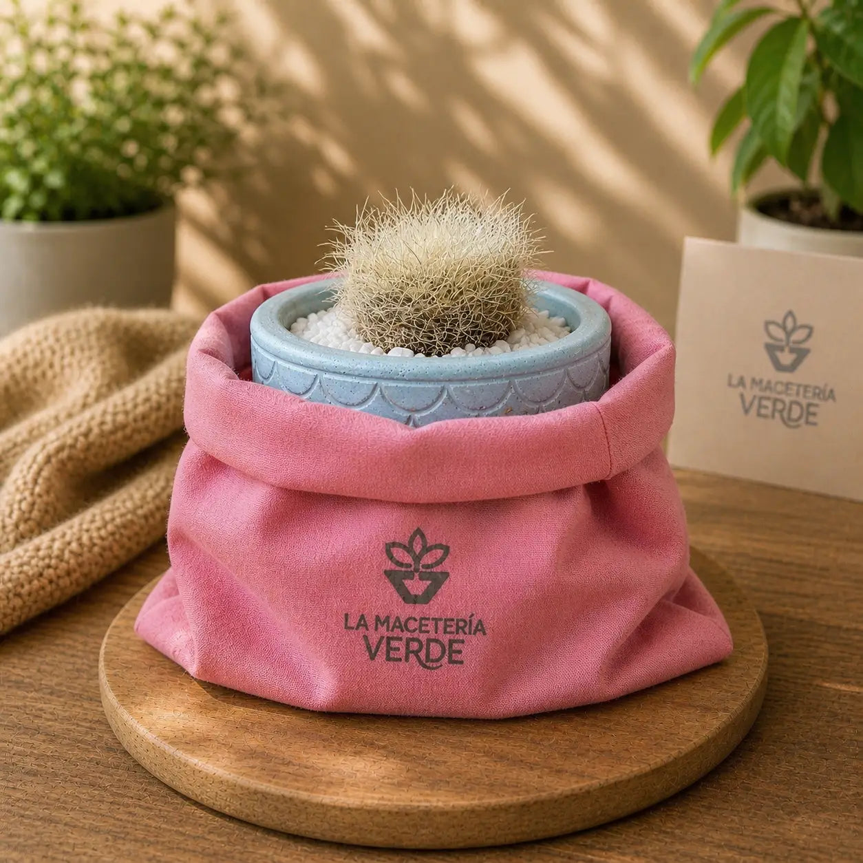 Pack Cactus Peludo en Macetero de Hormigón Celeste | Planta Decorativa de Bajo Riego para Interior