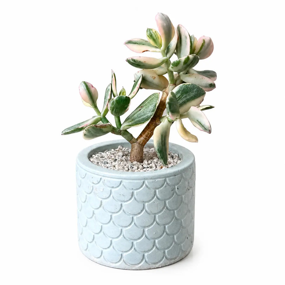 Pack Suculenta Jade Variegado + Macetero de Hormigón Texturizado | Planta Decorativa Interior con Drenaje